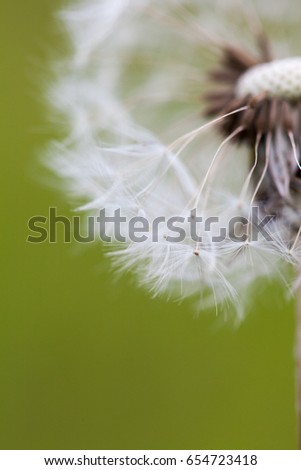 Close up of dandelion on green background
