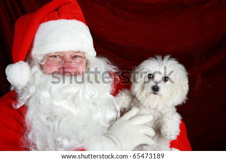 Fifi the Bichon Frise has her picture taken with Santa Claus against red crushed velvet