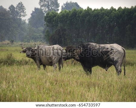 Thai buffalo, cape buffalo, syncerus caffer, Kruger national park, Thailand