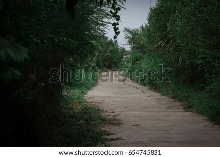 Road and green forest