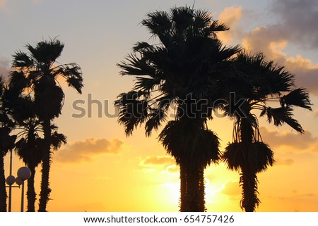 Silouhettes of the palms on the seashore against the sun