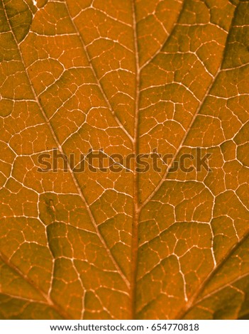 Spine of the fresh leaf like a highway. Image edited for false color. Fantasy colored version.