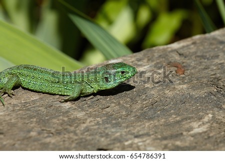Green lizard is on the bright sunlight