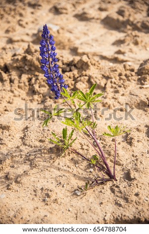 Lupine on the sand