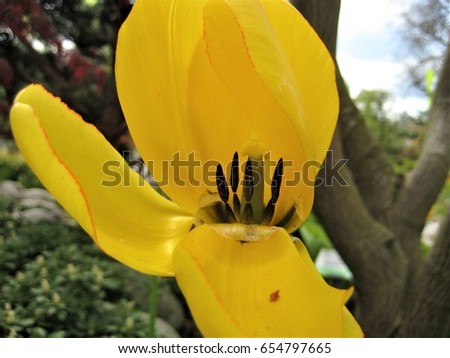 macro photo of a beautiful Tulip with bright yellow petals open on blurred background the garden landscape as a source for decorating, print, advertising, photo shop, posters, design