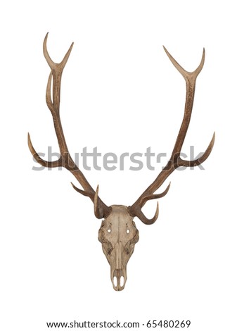 Horns of an animal. Horns of largly horned stock, it is isolated on a white background Royalty-Free Stock Photo #65480269