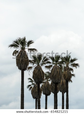 Palm Trees Silhouette
