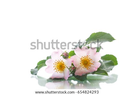 Bouquet of wild rose on white background