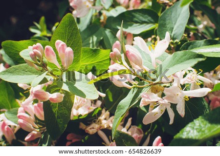 Tree branch with pink flowers, gentle background. Closeup, soft focus.