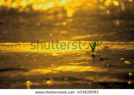 A little green plant about to impact by golden color water wave on golden background and bokeh.

