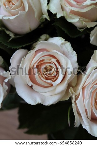 White roses bouquet, cream flower bud,rose in bloom, floral petals with green leaves. photo. botanical background.