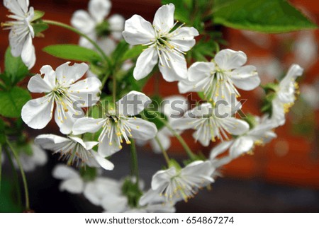 Blooming cherry branch. White flowers