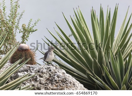 Tropical Mockingbird on a rock