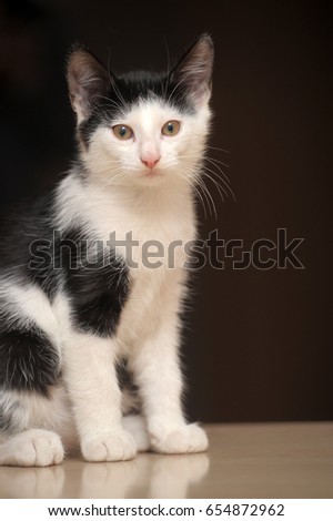 Black with white kitten 3 months
