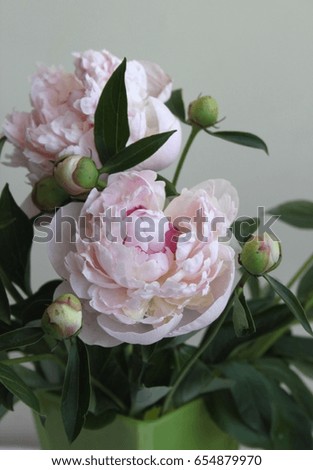Blooming pink peony flower photo.