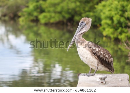 A pelican in Sarasota, Florida
