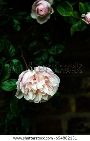 Beautiful Pink Roses in English Garden in Summer, England, UK. Dark Photo Concept