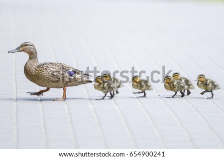 Duck's family on the walk Royalty-Free Stock Photo #654900241