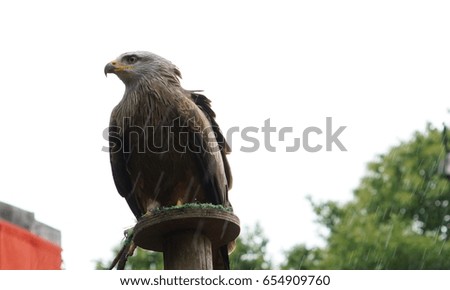 eagle on branch with rainning