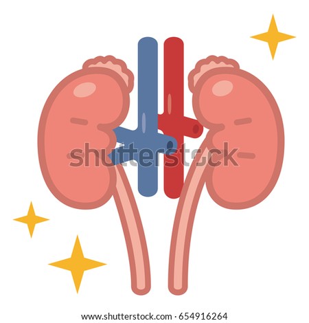 Illustration of the kidney