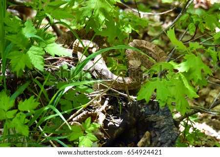 Wild Western Diamond Back Rattlesnake Coiled in Striking Position on the Forest Floor
