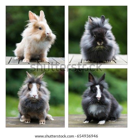 Spring collage with cute little lionhead rabbits in the garden. Square image.