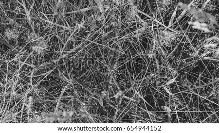 Pure environmental wild vegetable life textured pattern in neutral color overhead shot