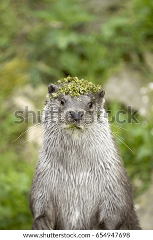 Otter in A Green Nature Background with A Plant Hat