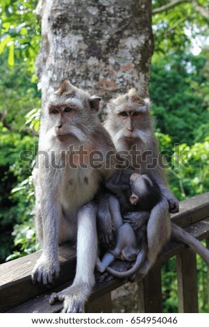 Monkey Family