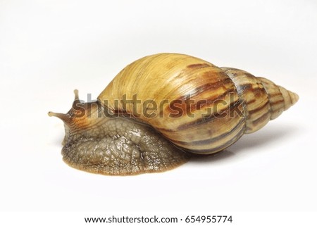 Giant snail on white background. Cosmetic concept. Selective focus and free space for text.