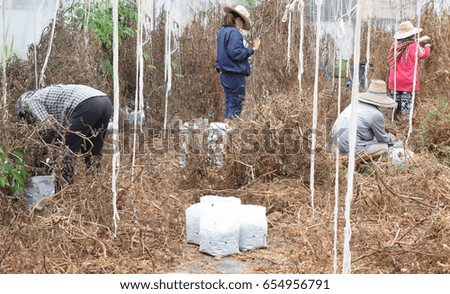Farmers and workers cleaning dried leaves and dried plants from hydroponics farm
