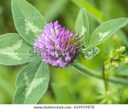 Closeup picture of a flowering red clover