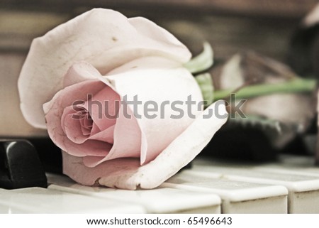 Beauty treatment-pink rose and candle