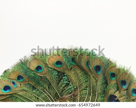 Peacock feather pattern isolate on white