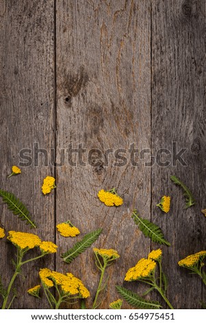 Yellow Achillea or Yarrow on Old Wood Background. Selective focus. 