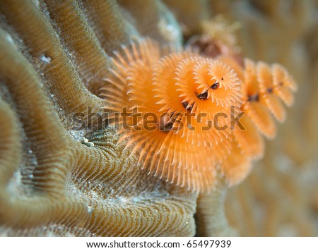 Christmas Tree Worm-Spirobranchus giganteus, growing in a calcareous tube on brain coral, picture taken in Broward County Florida.