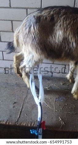 Goat milk in the milking machine photo Royalty-Free Stock Photo #654991753