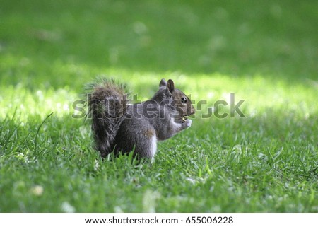 Squirreling around in Hyde park.