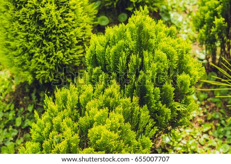 tropical plant green conifers like spruce or pine in the greenhouse wonderful.