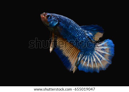 Capture the moving moment of white-blue siamese fighting fish isolated on black background. betta fish.fancy fighting fish.