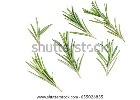 Fresh green sprig of rosemary isolated on a white background Royalty-Free Stock Photo #655026835