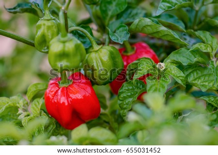 Red ripe scotch bonnet hot spicy pepper plant gardening raw food spice Royalty-Free Stock Photo #655031452