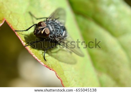 Bluebottle Blowfly fly Insect