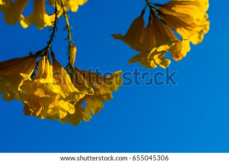 Yellow flower on tree with blue sky.