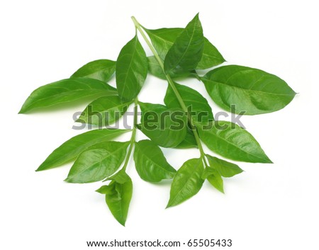 Henna leaves