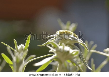 White beauty Edelweiss flower in nature of high mountain