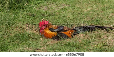 Colorful Rooster in the village yard.