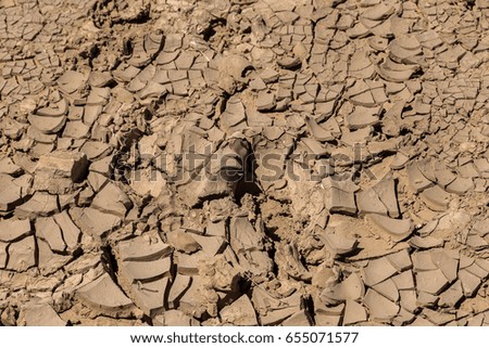 Drought. Dried bottom of lake, river, sea. Dead crabs dry from drought. Dry fractured soil of drought. Concept of drought, climate change, death without moisture. Ecology. Catastrophe. Mysticism
