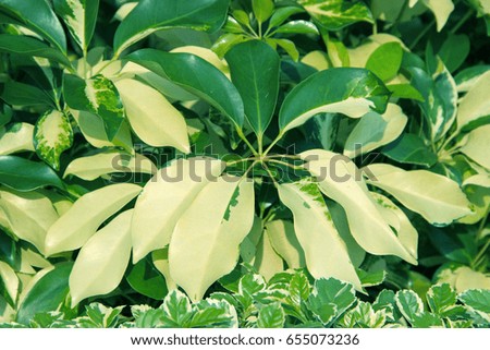 green leaf texture background.