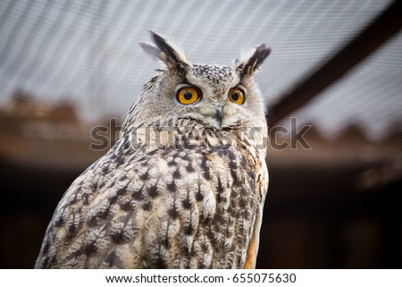 Portrait of an eagle owl at the zoo